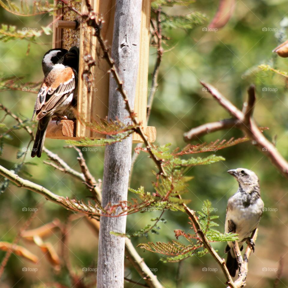 birds feeding. male and female bird feeding