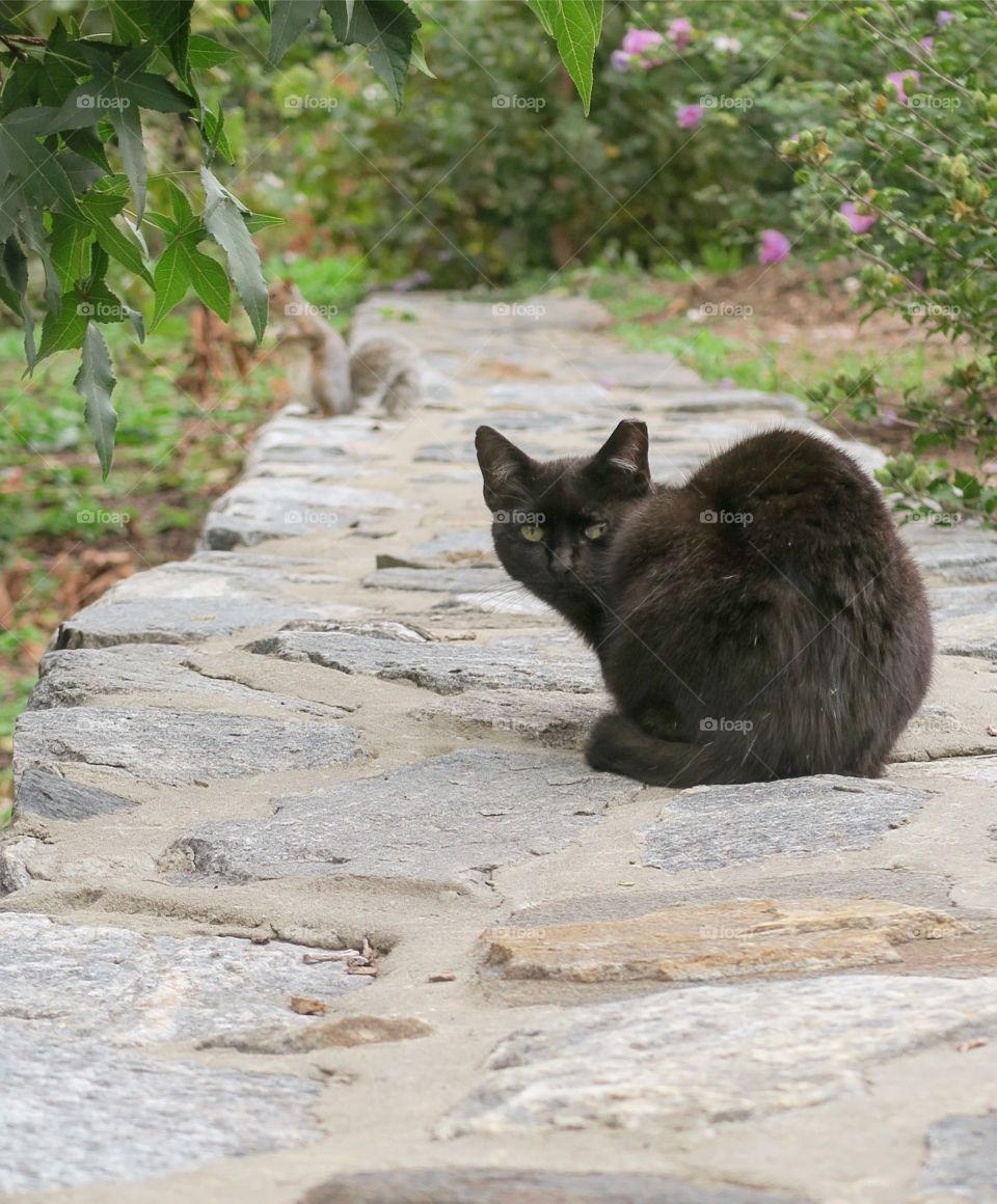 Black cat on  gray brick wall with  squirrel behind 