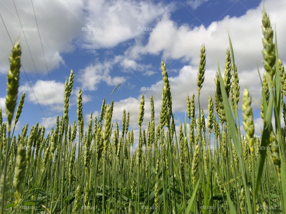 Wheat field