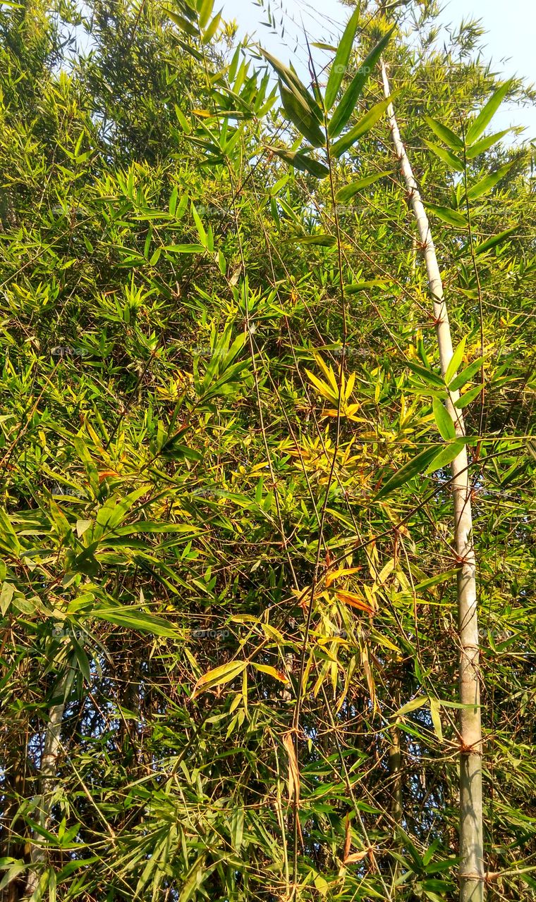 green grass called Bamboo