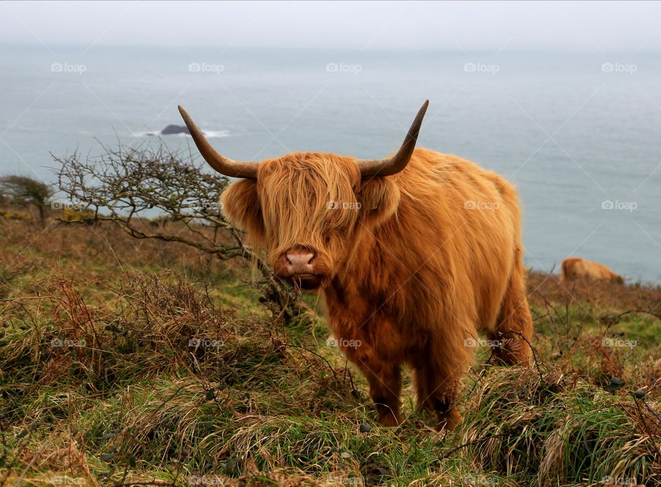 Long horn on the coast