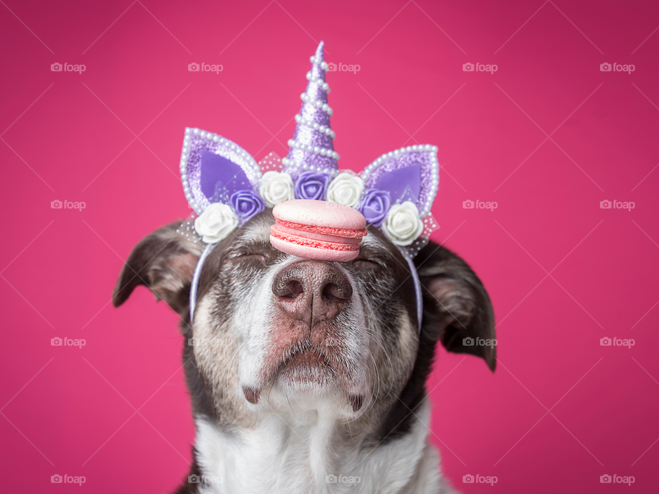 Unicorn dog with pink macaron 