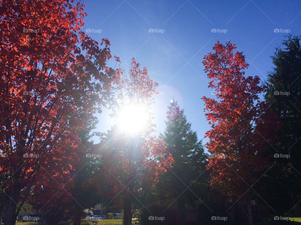 Sunshine in fall 