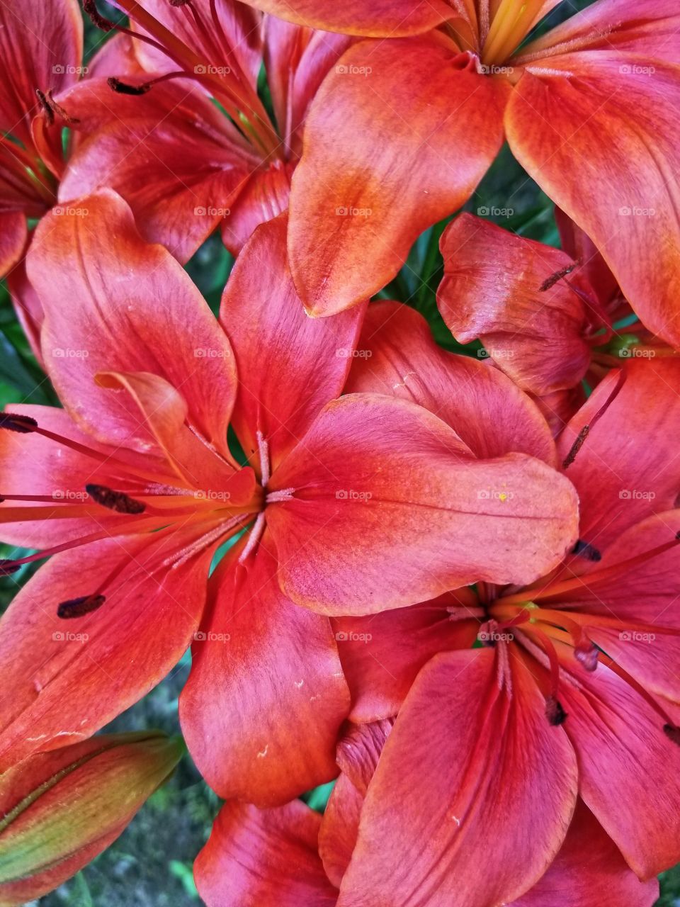 Beautiful Crisp Flowers