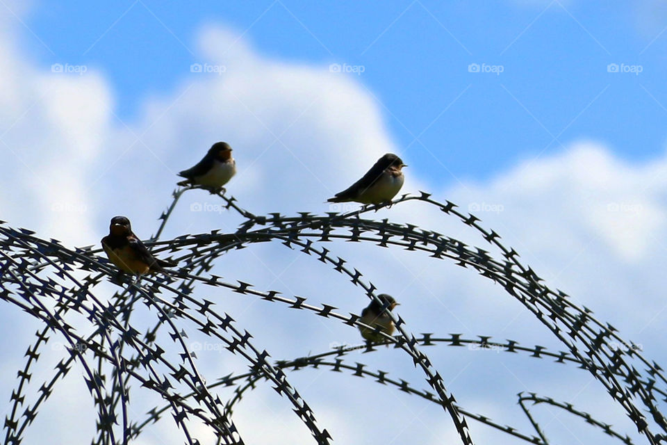 Swallows on Razor Wire