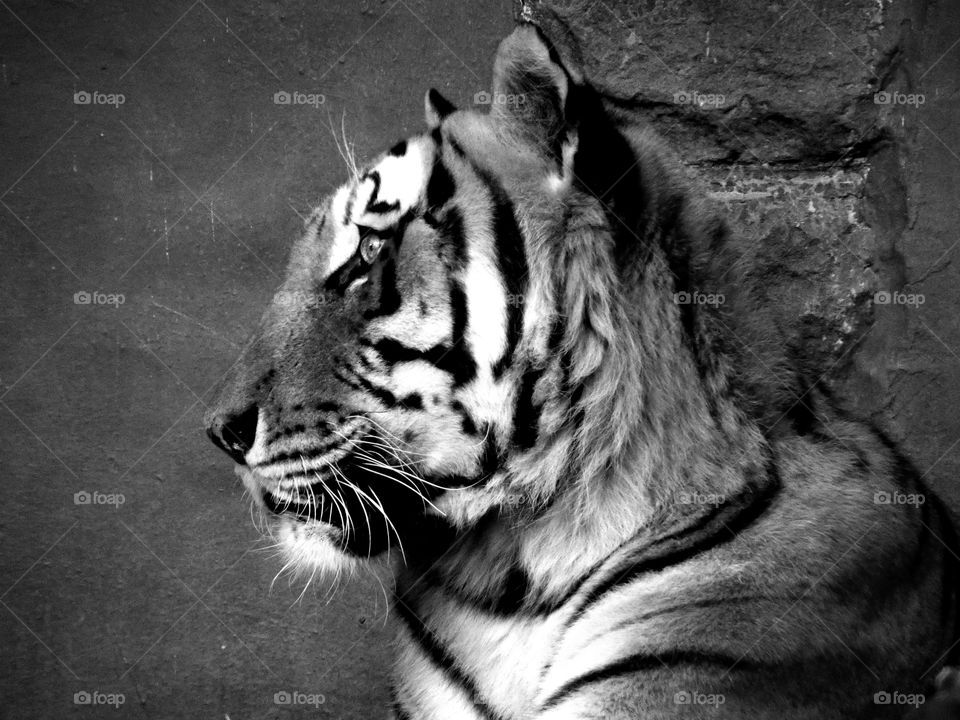 tiger black and white