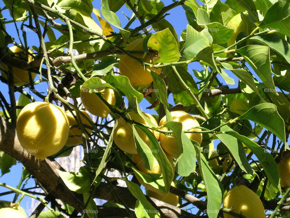 just a lemmon tree...