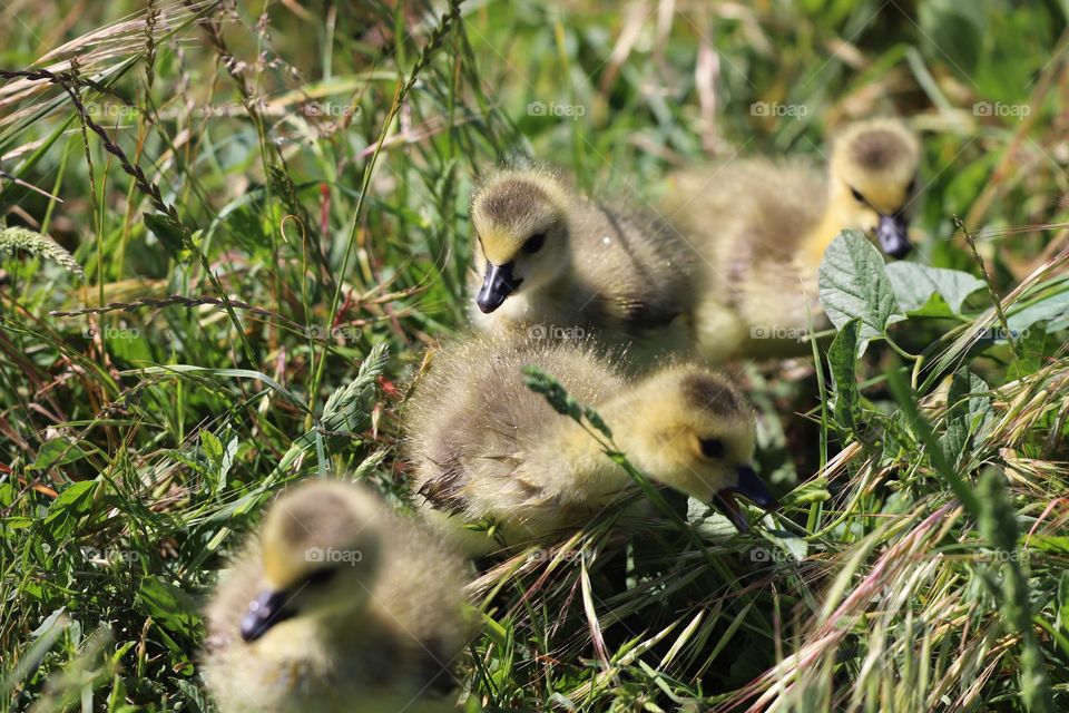 Duckling wandering in springtime 