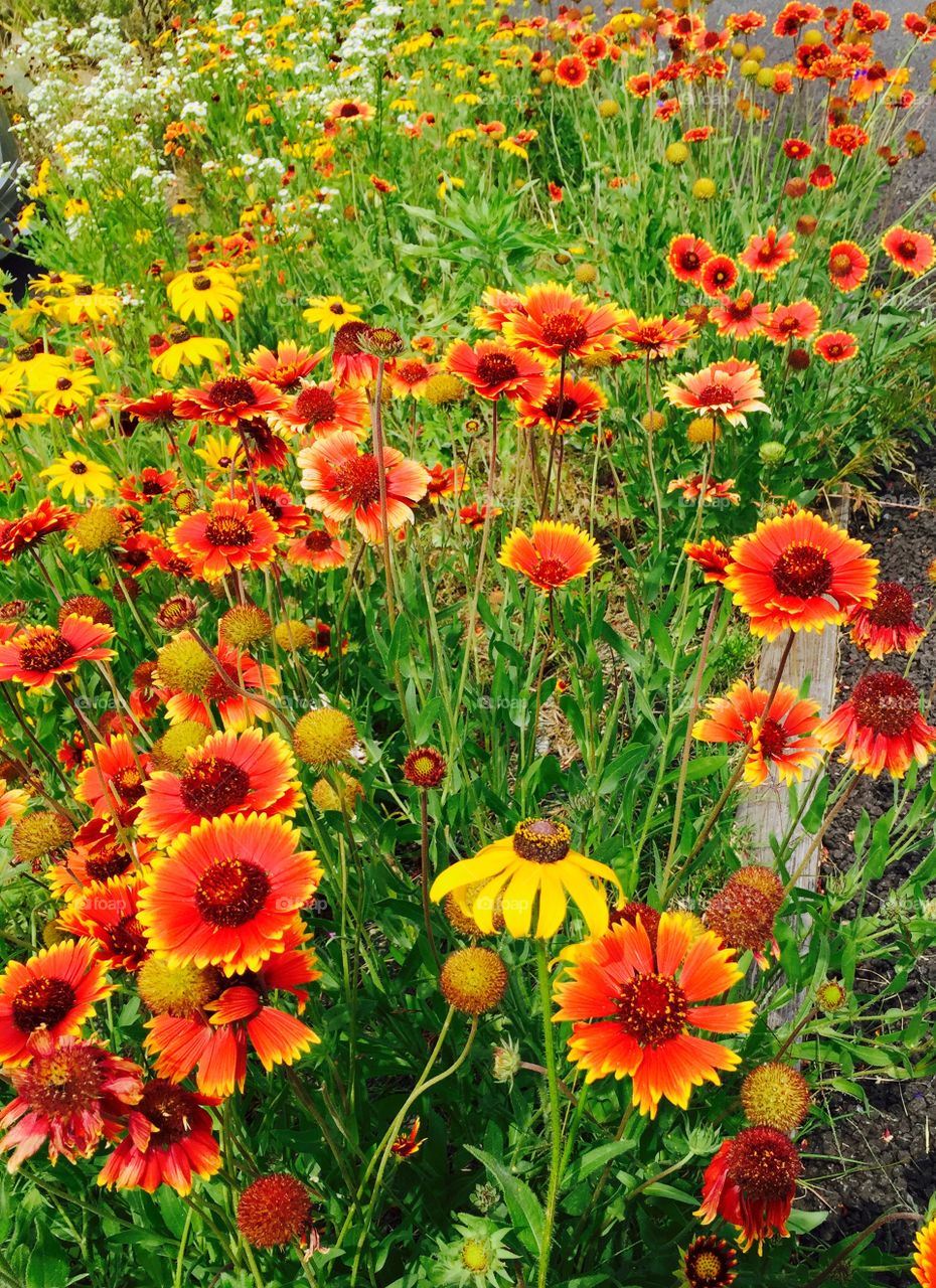 Orange flowers field