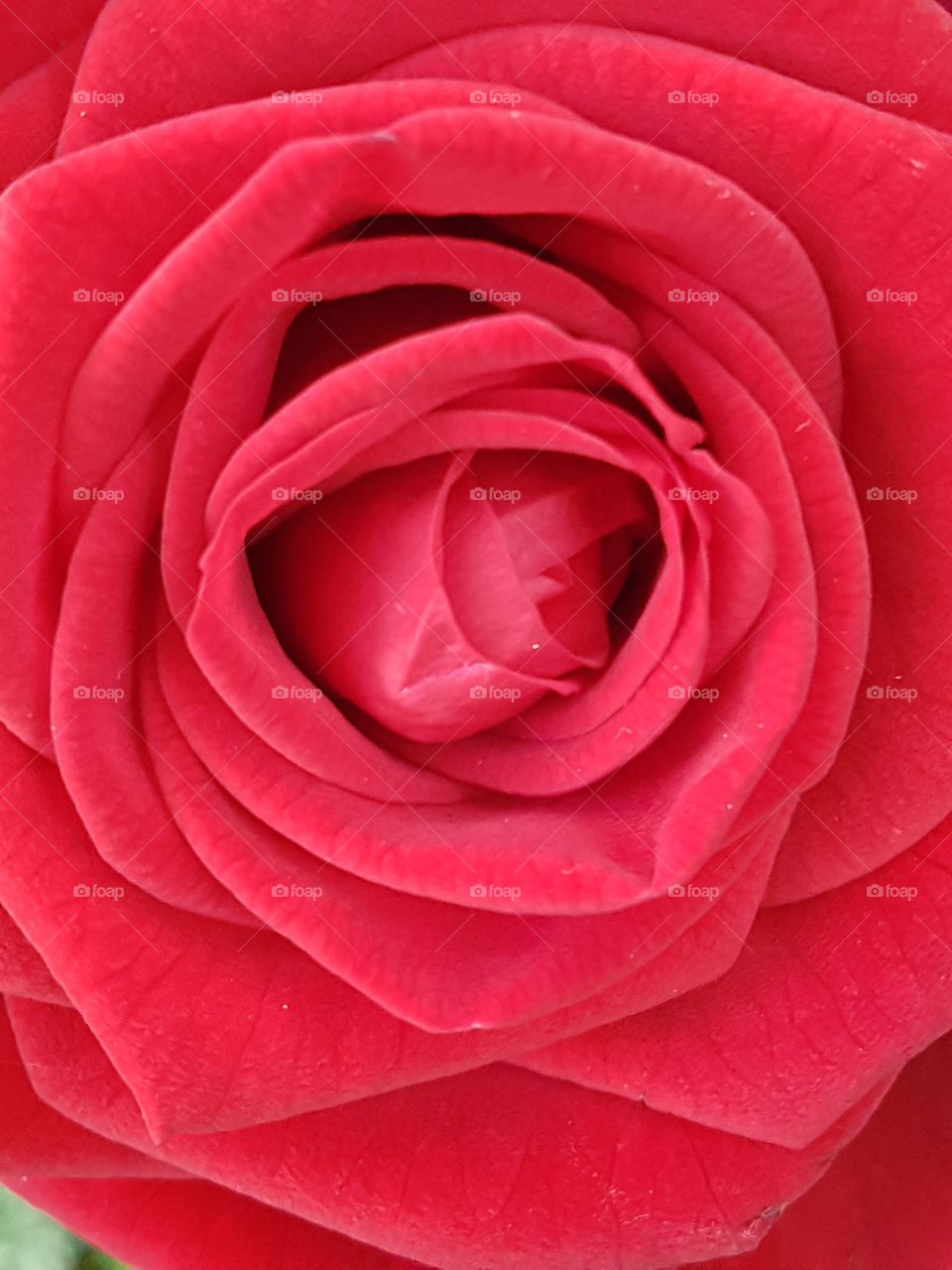 Rose rote Rose