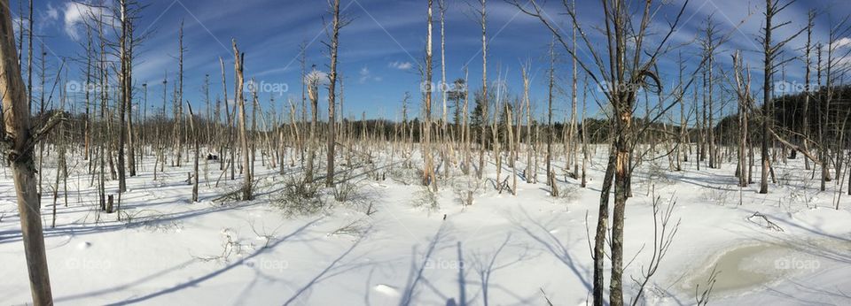 Frozen swamp