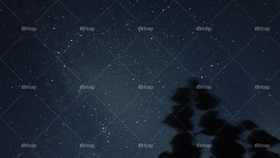 night sky with grapes' leaves
