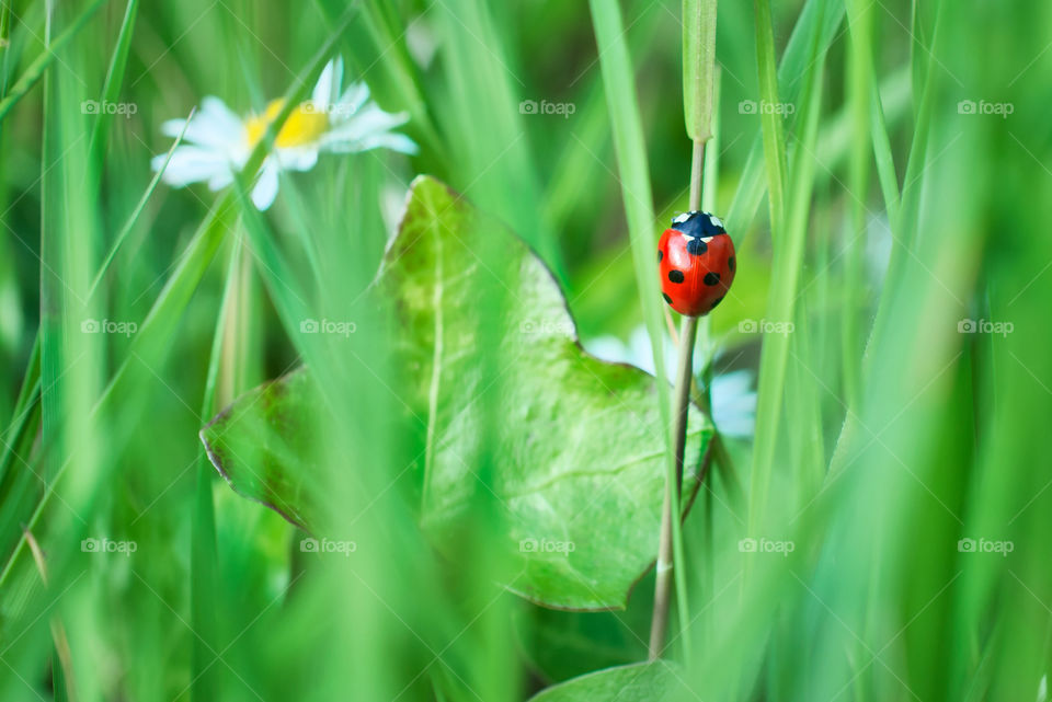 Ladybug in the grass