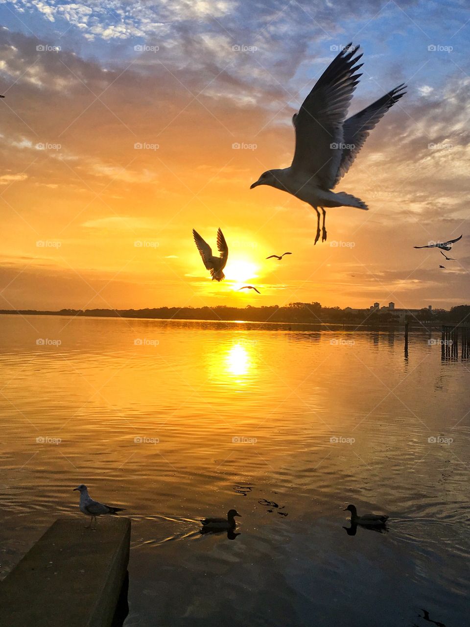 Seagulls in the sun