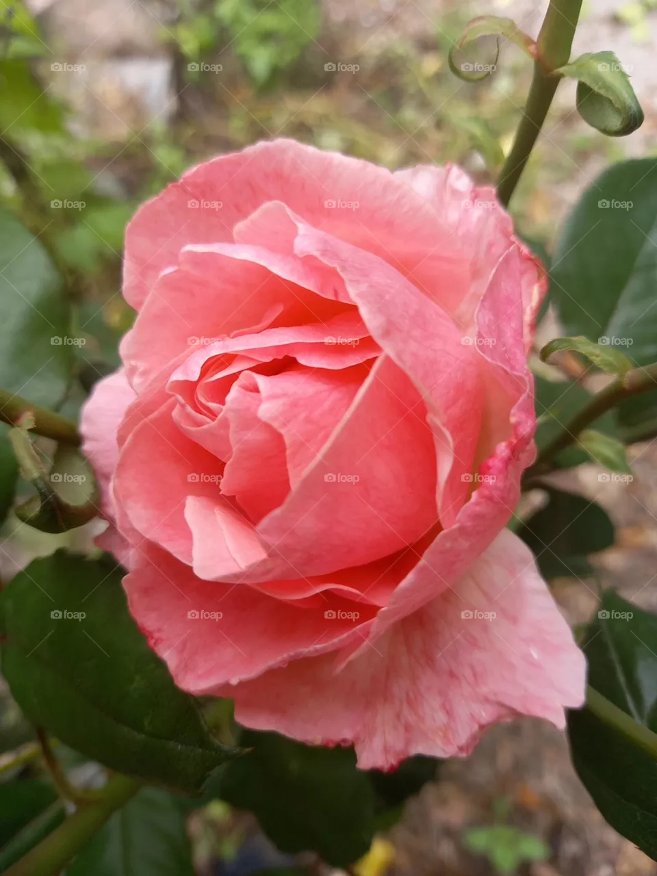 rose