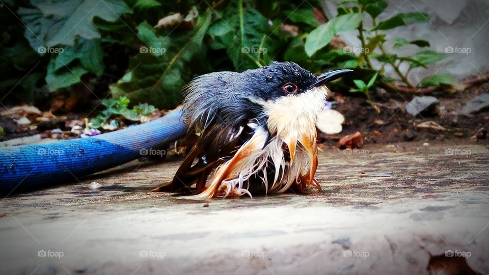 During the rainy season a new born just dropped off from its nest, trying to fly but the wet wings don't let it go. Its the first stage of survival but they gonna do it to fly high in the ocean of opportunities.