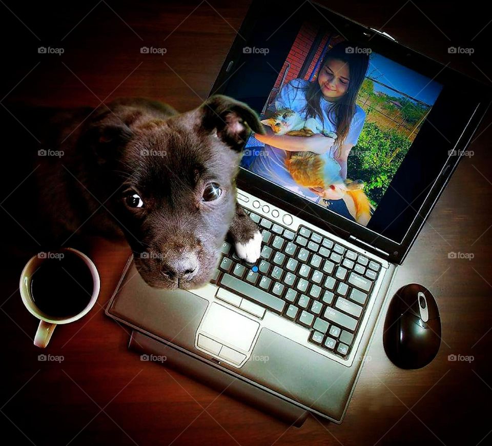 Small moments of happiness. On the laptop monitor is a photo of a smiling young girl holding a ginger cat. A dog sits on the keyboard and looks at the camera. Nearby is a cup with a black coffee