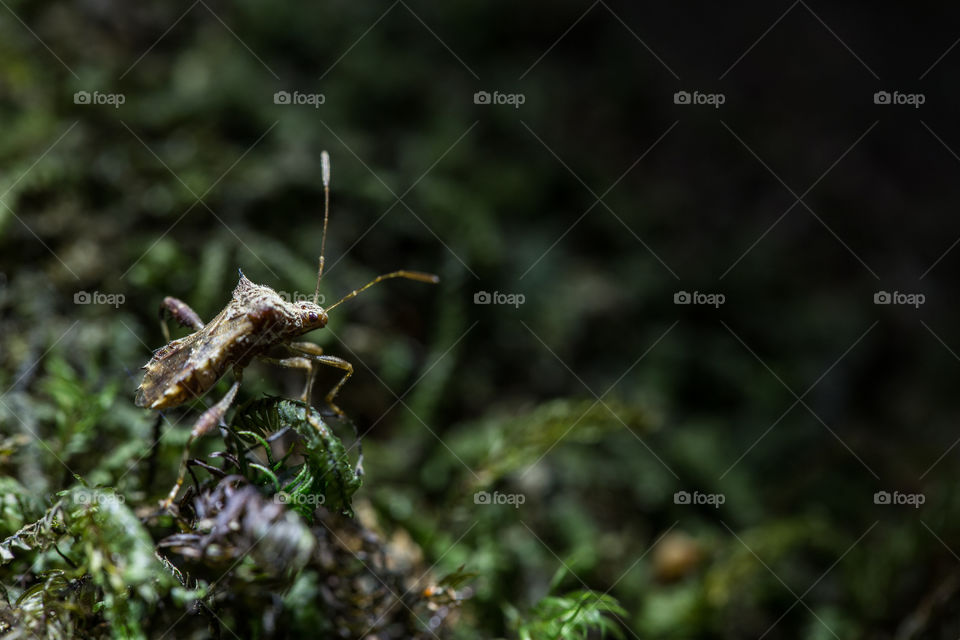 Bug on the moss