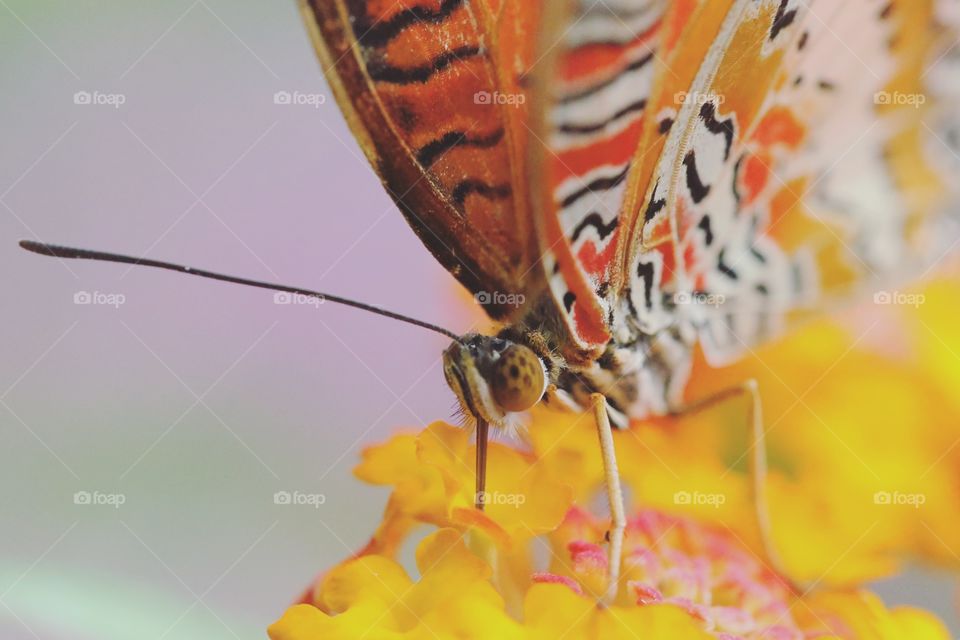 Butterfly, Insect, Nature, Invertebrate, Animal