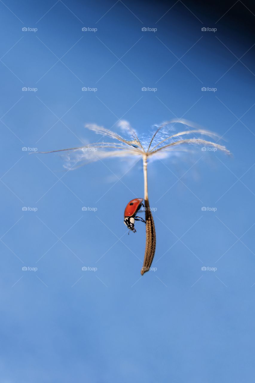 Ladybug on dandelion 