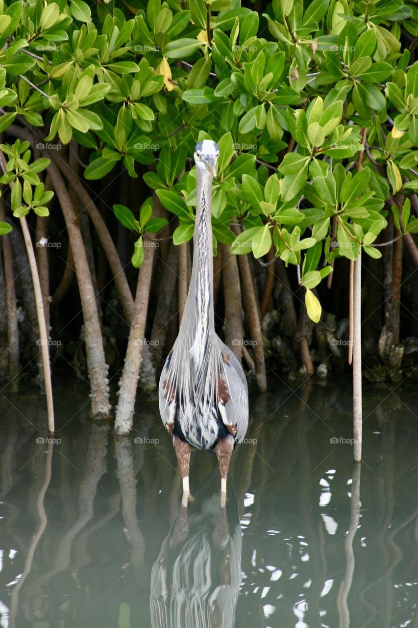 Heron hiding out in the tall grass and plants 