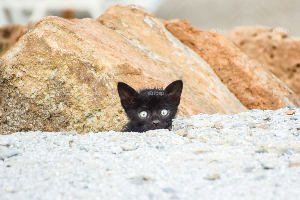 Kitten Hiding Behind Rocks
