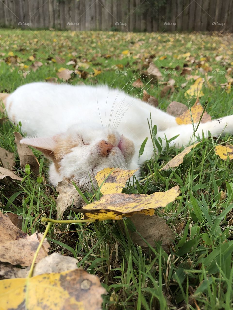 relaxed kitty in the fall