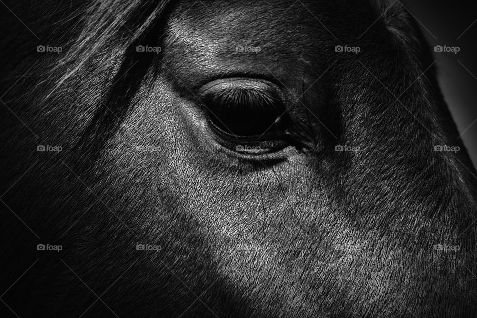 Monochrome horse portrait