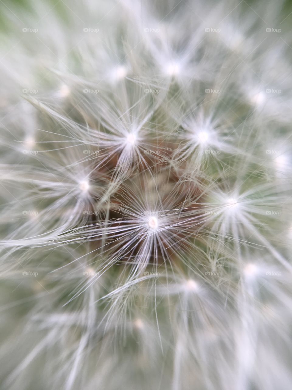 Close up of dandelion fluff