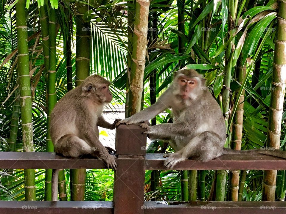 Close-up of a monkeys