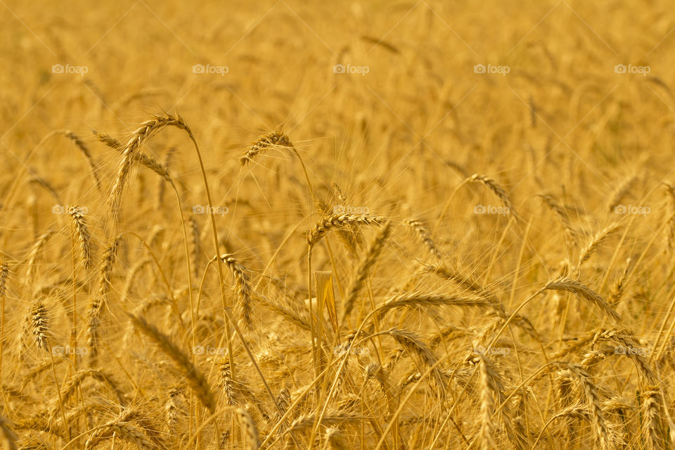 wheat field . autumn gold concept
