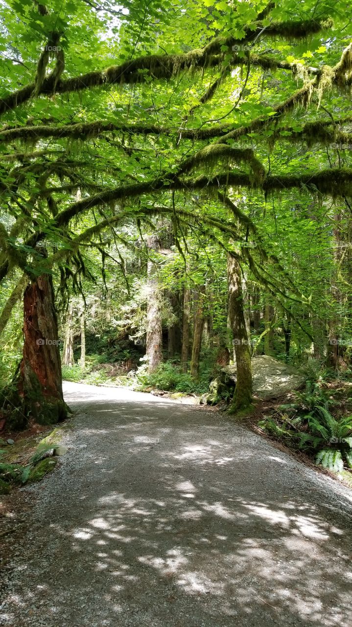 Green Moss arch in golden ears Provincial park, BC