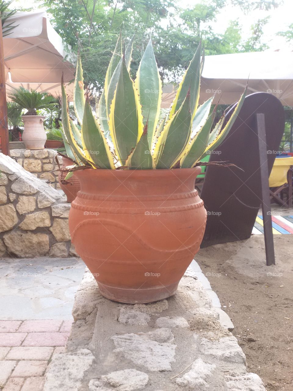 Cactus in a pot