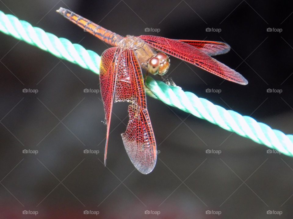 Dragonfly