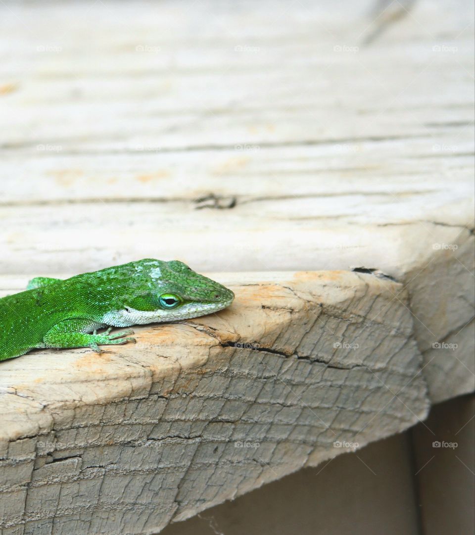 lizard basking in the sun on the dock.