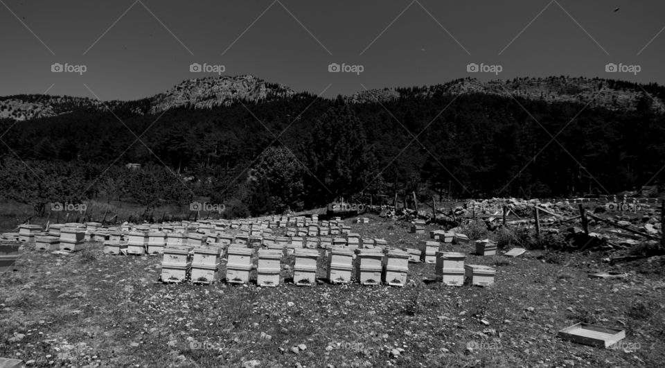 beehive, garden, honey, creatures