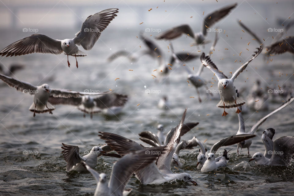 Feeding Seagulls