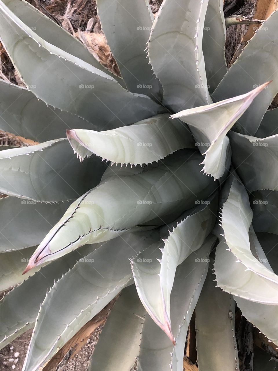 Century Plant in Anza Borrego Desert State Park CA