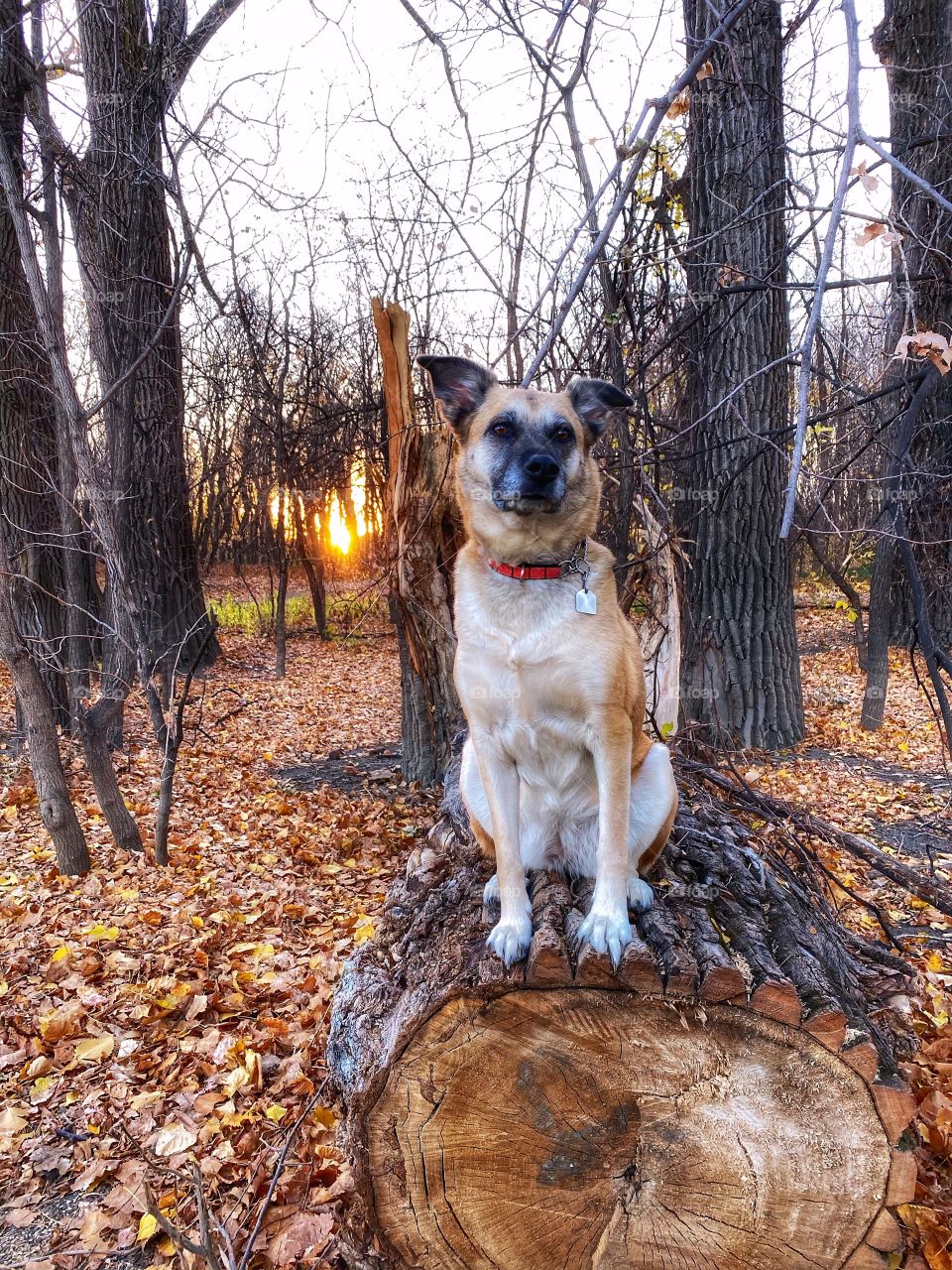 Dog enjoying the views 