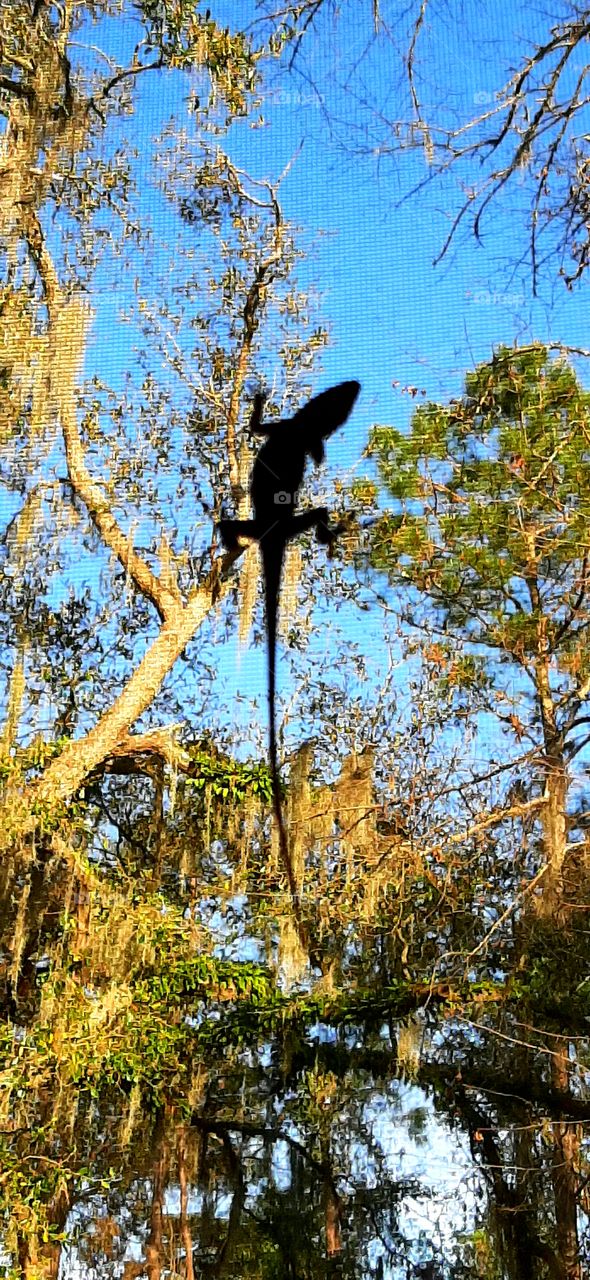 foap mission world of silhouettes and shadows small lizard in silhouette climbing screen looks like he is in the tree behind blue sky trees gecko