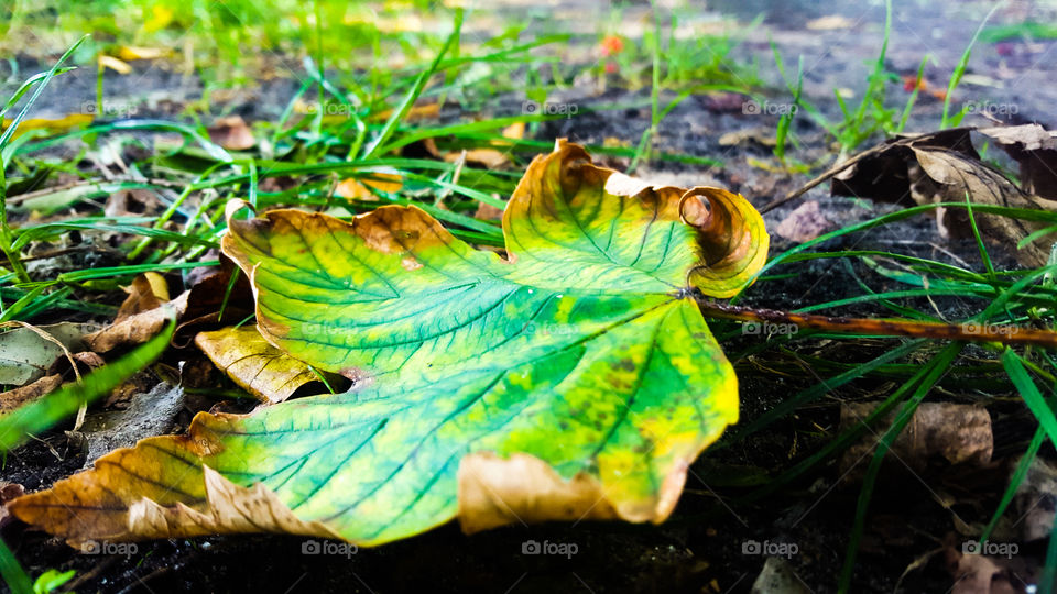 yellow autumn leaf