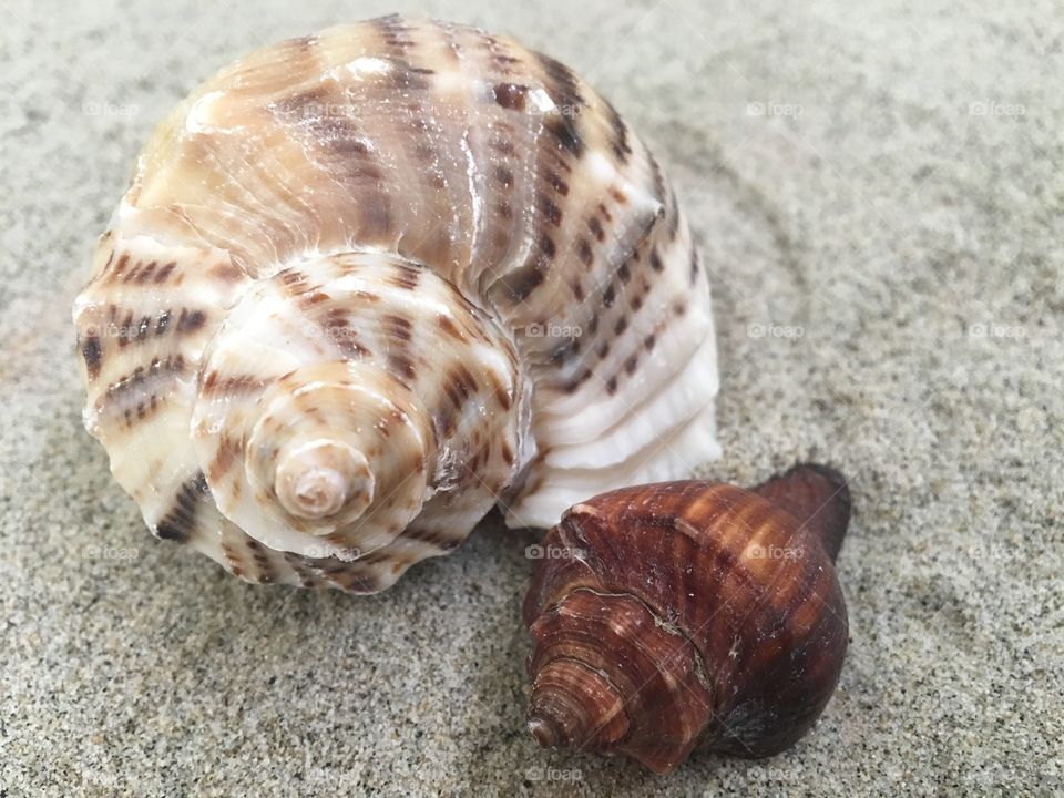 Close-up of conch shells on sand