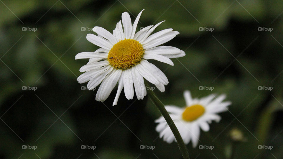 garden macro summer uk by chris7ben