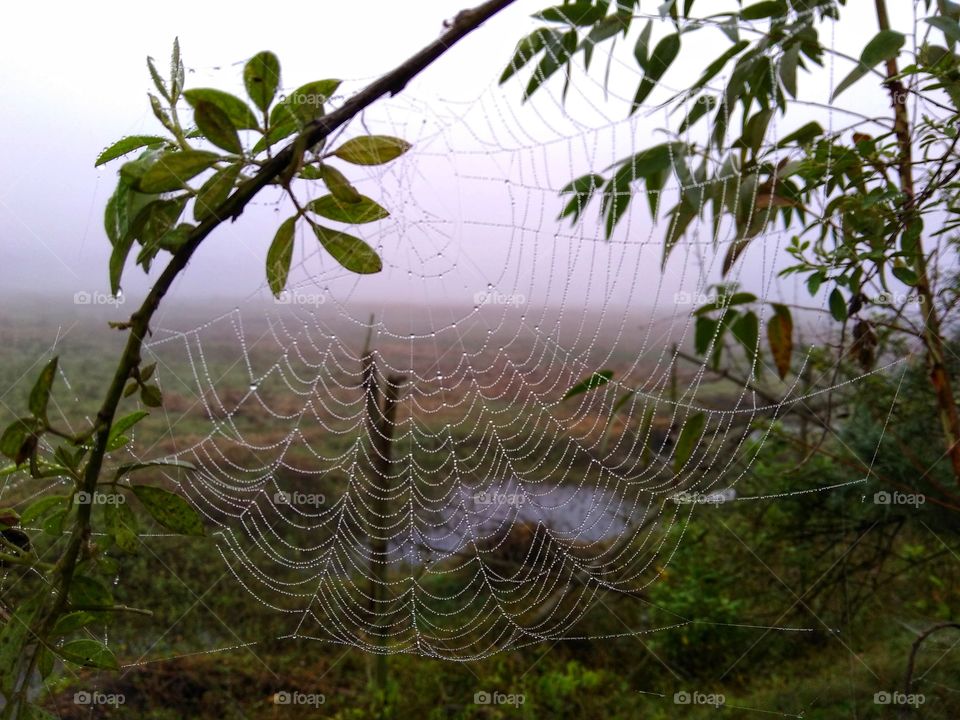 spider net in a foggy morning