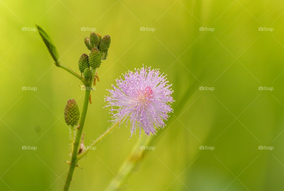 Flower of sleeping plant. Mimosa pudica