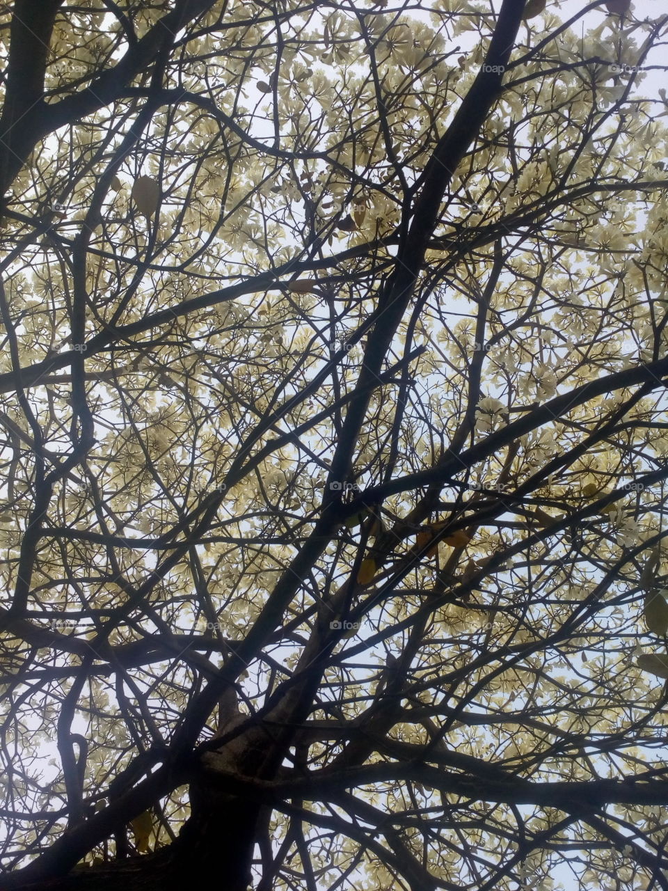 árvore flores