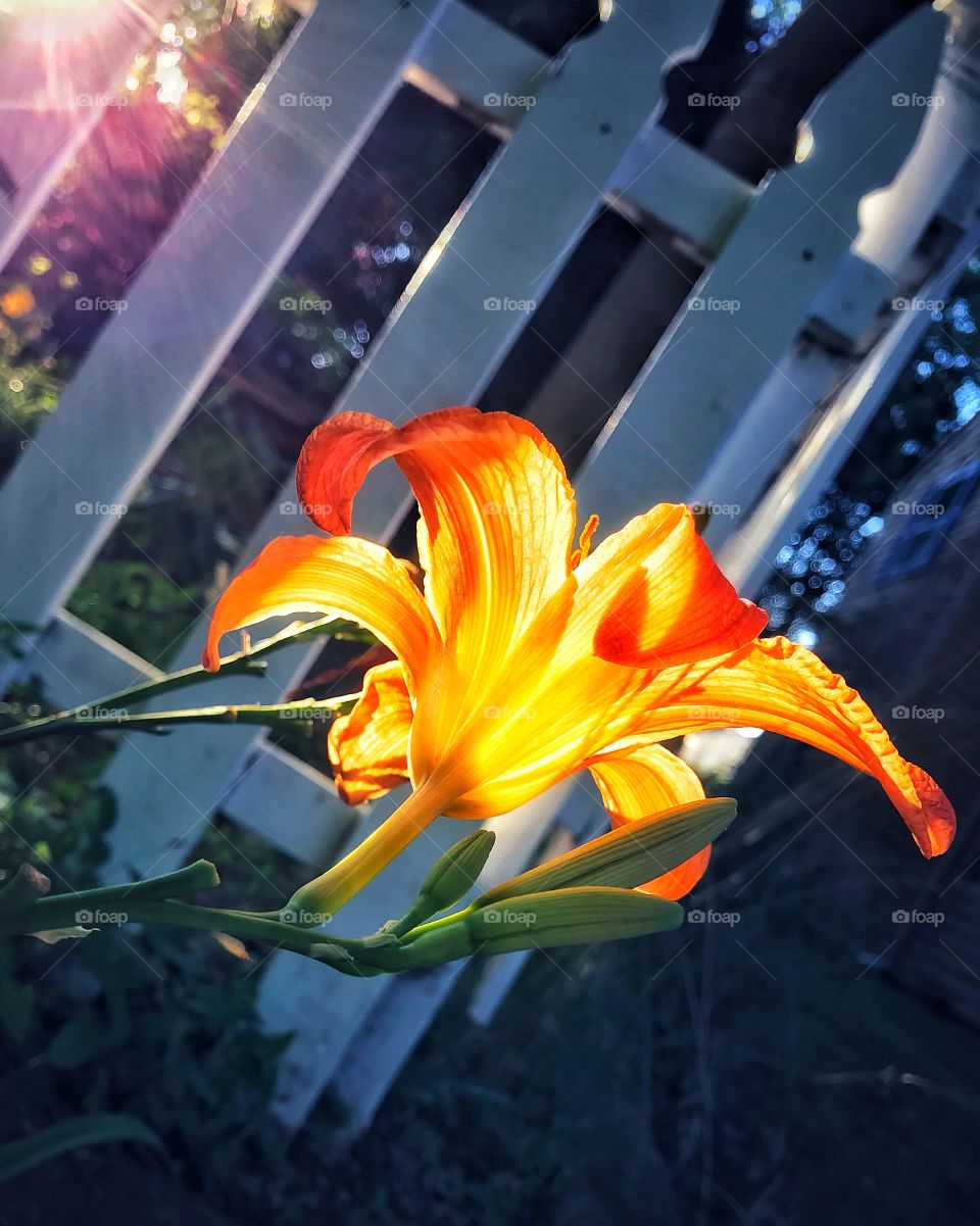 Sunlit tigerlily