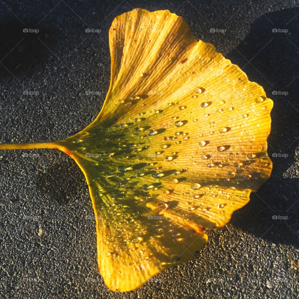 Warm evening light on awesome Ginko with water-pearls clinging to it scattered yet in perfection... 