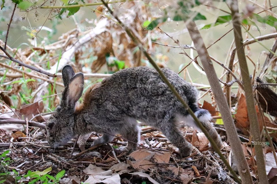 A wild rabbit in a wooded part of the city of Madrid