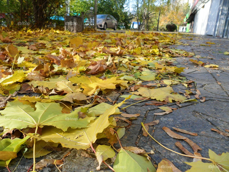 beautiful autumn